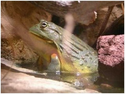 Giant-Bullfrog