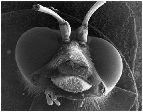 Horror-under-the-microscope-11