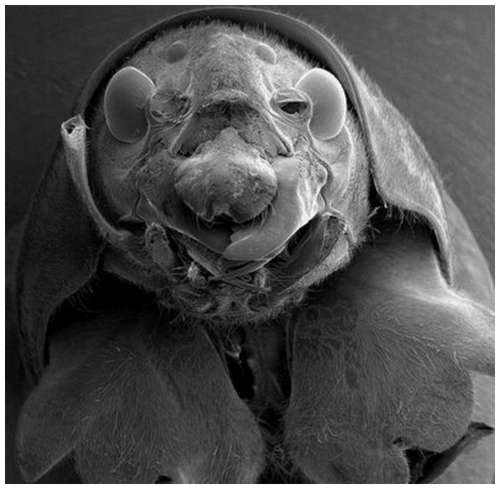 Horror-under-the-microscope-4