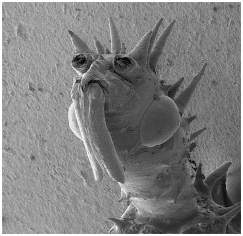 Horror-under-the-microscope-6