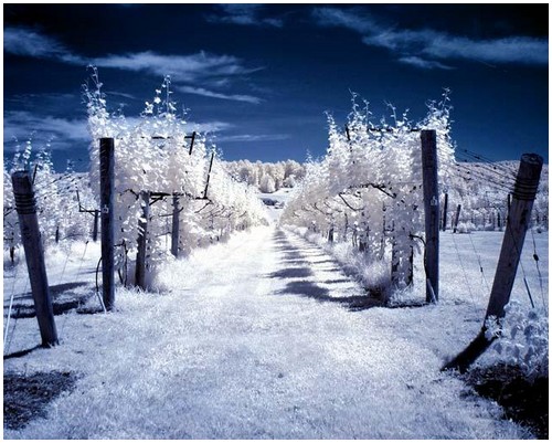 Infrared-Trees-1