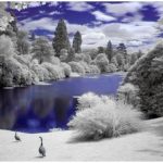 Beautiful Photos of Infrared Trees