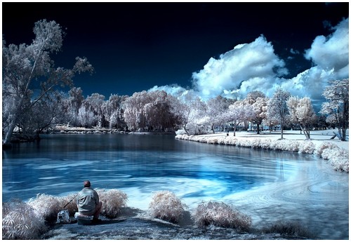 Infrared-Trees-4