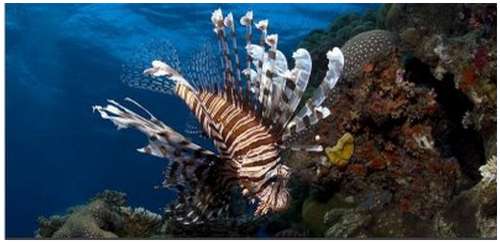 Beautiful-Underwater-Photography