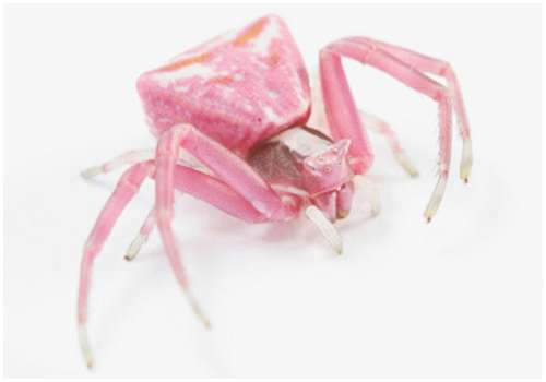Crab-spider