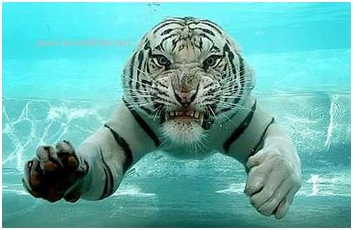 Ferocious-tiger-in-the-water-10