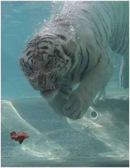 Ferocious-tiger-in-the-water-11