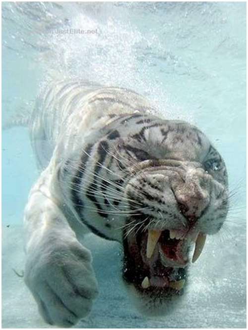 Ferocious-tiger-in-the-water-4