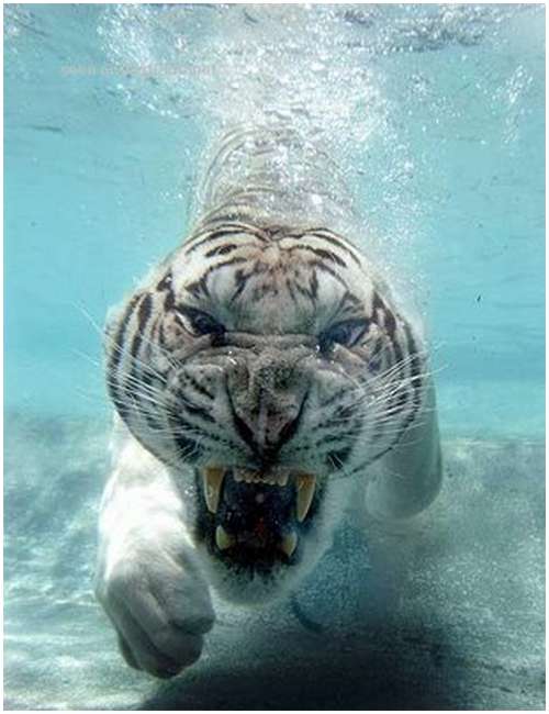 Ferocious-tiger-in-the-water-6