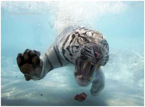 Ferocious-tiger-in-the-water-8