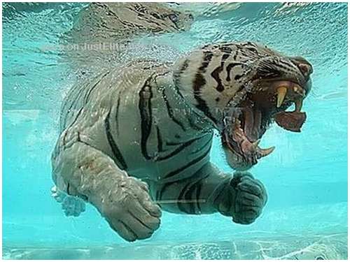 Ferocious-tiger-in-the-water-9