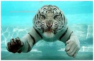 Ferocious-tiger-in-the-water