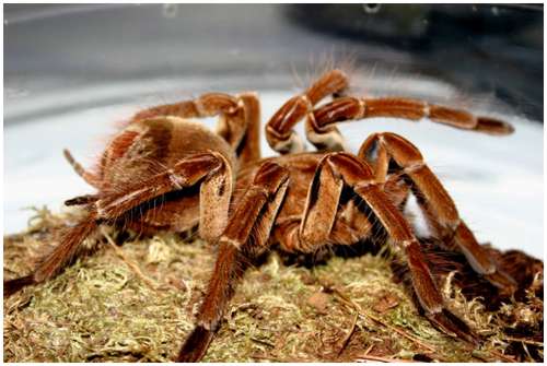 Goliath-bird-eating-spider