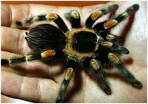 Mexican-redknee-tarantula