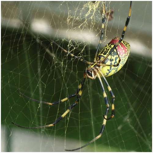 Nephila-clavata