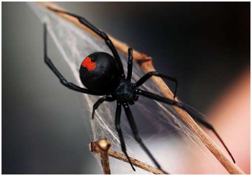 Redback-spider