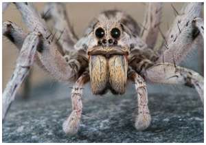 Wolf-spider-1