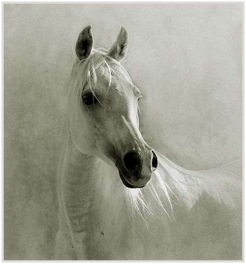 Arabian-horses-11