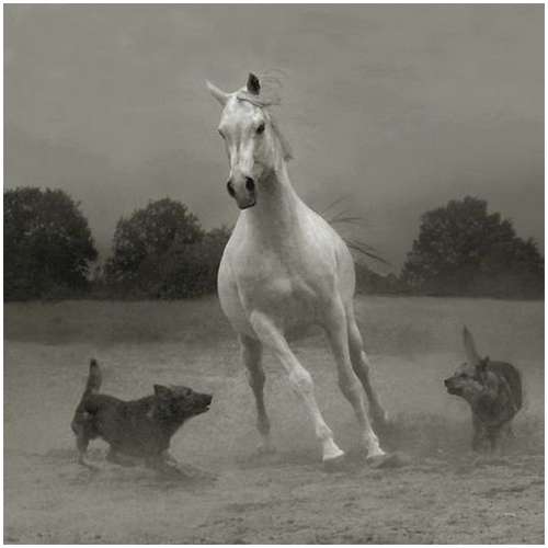 Arabian-horses-12