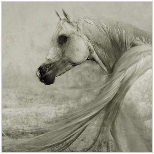 Arabian-horses-14