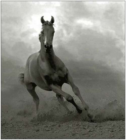 Arabian-horses-17
