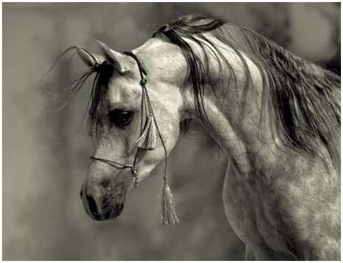 Arabian-horses-9