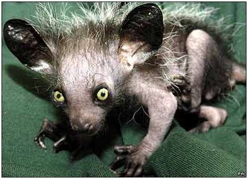 Aye-aye