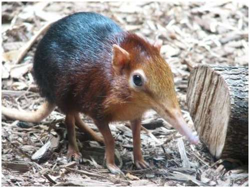 Elephant-shrew