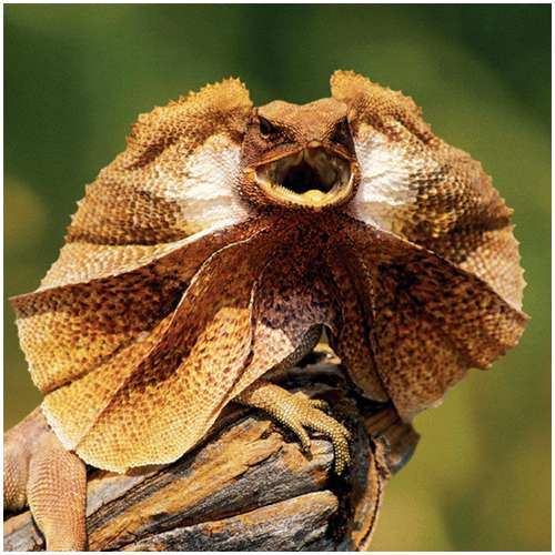 Frill-necked-Lizard