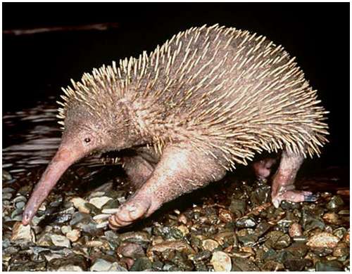 World's-strangest-looking-animals