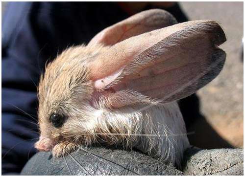 Long-eared-Jerboa