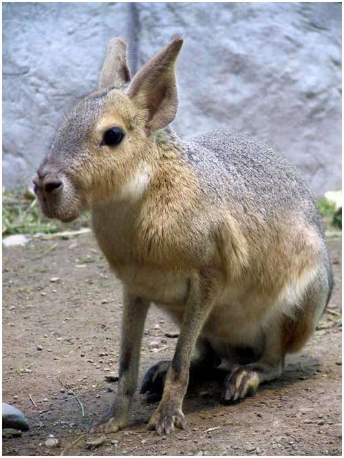 Patagonian-Mara