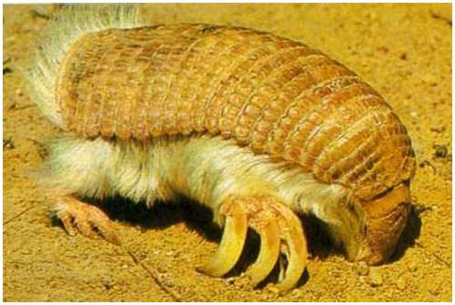 Pink-Fairy-Armadillo