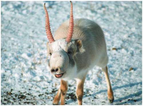 Saiga-Antelope