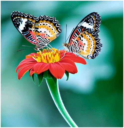 The-Greatest-Butterflies-Photo-Collection