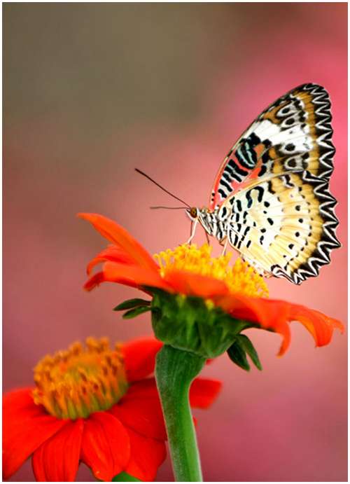 The-Greatest-Butterflies-Photo-Collection-11