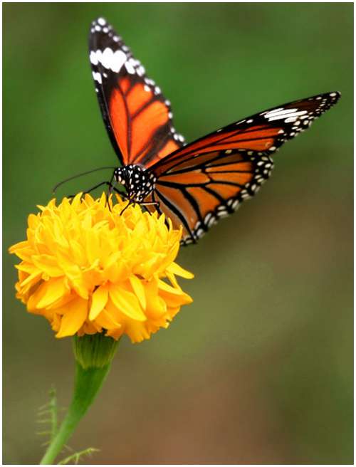 The-Greatest-Butterflies-Photo-Collection-13