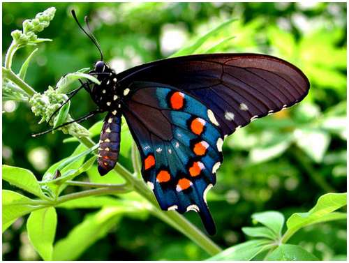 The-Greatest-Butterflies-Photo-Collection-15