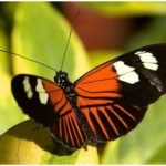 The Greatest Butterflies Photo Collection