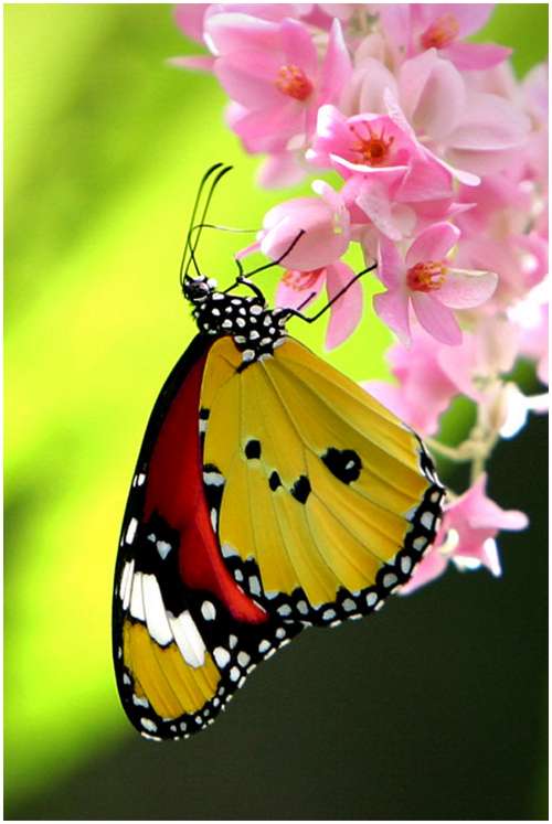 The-Greatest-Butterflies-Photo-Collection-3