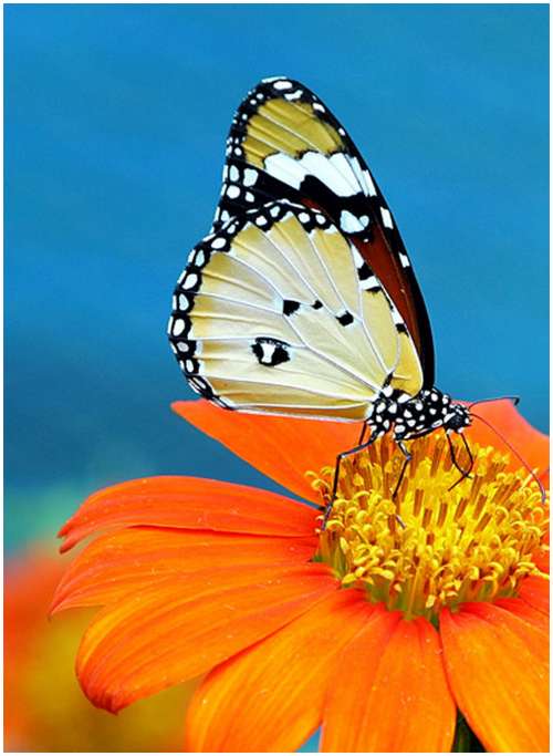 The-Greatest-Butterflies-Photo-Collection-4