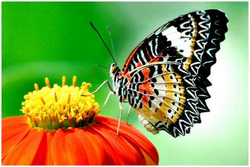 The-Greatest-Butterflies-Photo-Collection-5