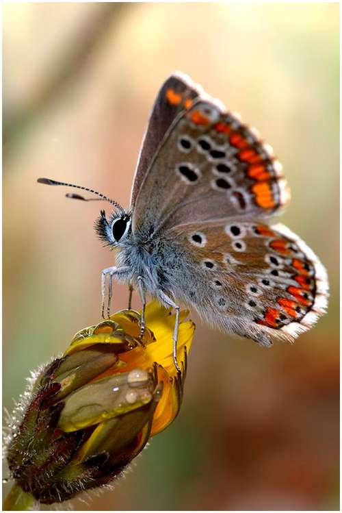 The-Greatest-Butterflies-Photo-Collection-7