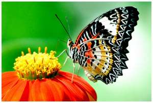 The Greatest Butterflies Photo Collection