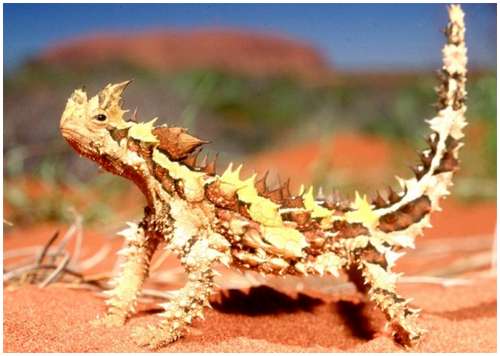 Thorny-Devil