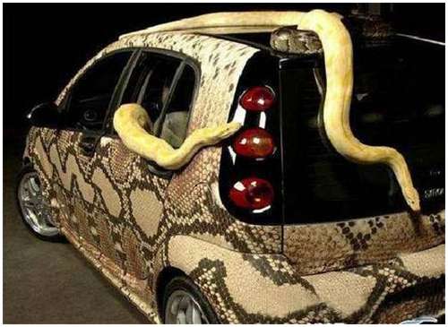 Weird-Snake-Car-4