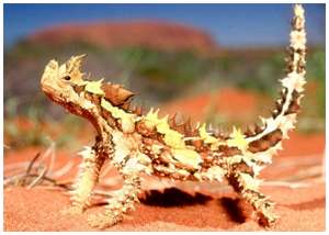 Worlds-strangest-looking-animals