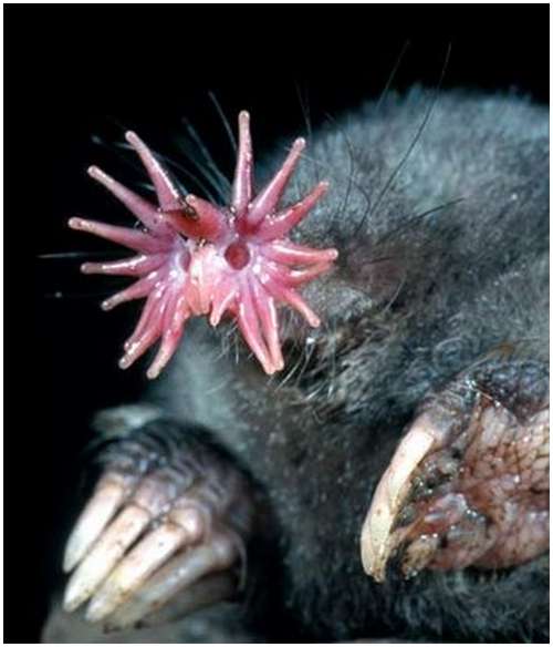 Star-nosed-mole