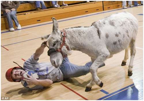 Donkey Basketball