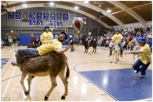 Donkey-Basketball-2